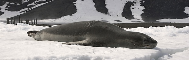 Leopard Seal