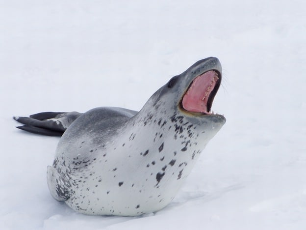 Características de la foca leopardo