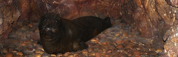 Foca Monje del Mediterráneo