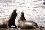 Elefantes Marinos Del Norte En California