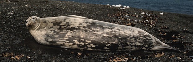 Weddell Seal
