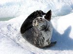 Weddell Seal Watching the Camera