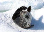Foca De Weddell Mirando A La Cámara
