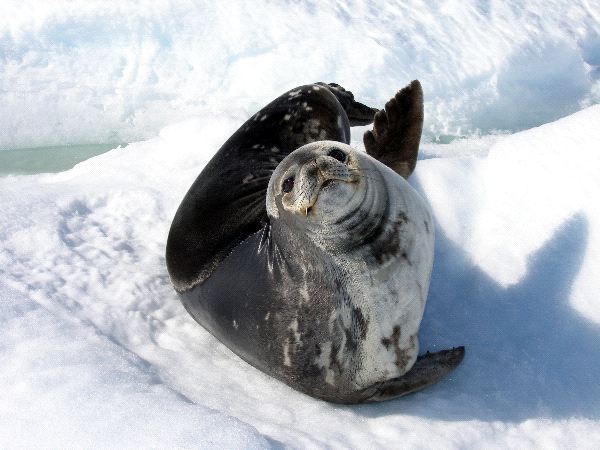 Foca_de_Weddell_mirando_a_la_camara_600