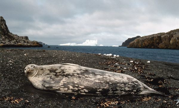 Weddell Seal on the Beach