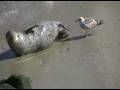 Baby Harbor Seal Birth