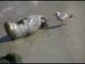 Baby Harbor Seal Birth Baby Harbor Seal Birth