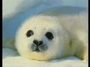 Baby Harp Seal Baby Harp Seal