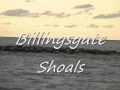 Billingsgate Shoals Gray Seals