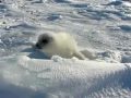 Blinky White Harp Seal