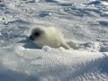 Blinky White Harp Seal Blinky White Harp Seal
