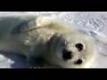 Defending Baby Harp Seals Defending Baby Harp Seals