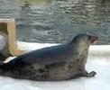 Gray Seal on Thin Ice