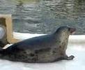 Gray Seal on Thin Ice Gray Seal on Thin Ice
