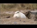 Gray Seal Pup - Halichoerus grypus