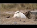 Gray Seal Pup - Halichoerus grypus Gray Seal Pup - Halichoerus grypus