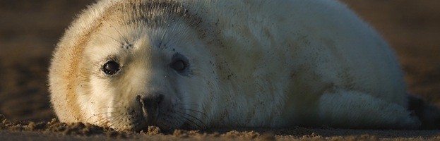 Seal Videos