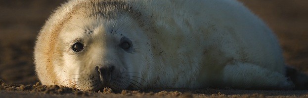 Gray Seal