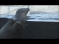 Harbor Seal Happy Dance Harbor Seal Happy Dance