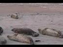 Harbor Seal Pup Birth