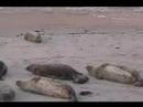 Harbor Seal Pup Birth Harbor Seal Pup Birth