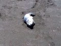Harbor Seal Pup Harbor Seal Pup