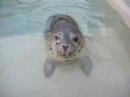 Harbor Seal Pups Harbor Seal Pups