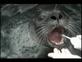 Harbor Seal Toothbrush