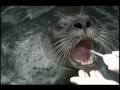 Harbor Seal Toothbrush Harbor Seal Toothbrush