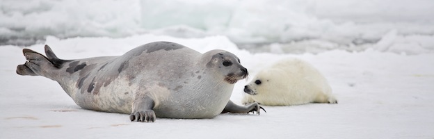 Especies de Foca