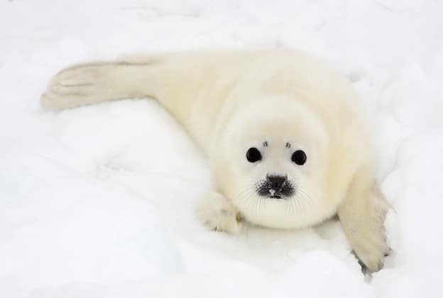 Baby harp seal pup on ice