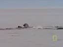 Harp Seal in the Arctic