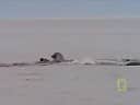 Harp Seal in the Arctic Harp Seal in the Arctic