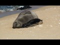 Hawaii Kauai Monk Seal and Pup Hawaii Kauai Monk Seal and Pup