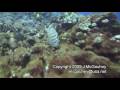 Hawaiian Monk Seal Attack Hawaiian Monk Seal Attack