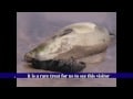 Hawaiian Monk Seal Born at Hana Maui Hawaiian Monk Seal Born at Hana Maui