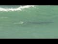 Hawaiian Monk Seal Close to the Beach Hawaiian Monk Seal Close to the Beach