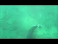 Hawaiian Monk Seal Eats Moray Eel