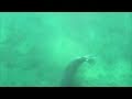 Hawaiian Monk Seal Eats Moray Eel Hawaiian Monk Seal Eats Moray Eel