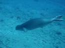 Hawaiian Monk Seal Encounter Kauai Hawaiian Monk Seal Encounter Kauai