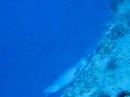 Hawaiian Monk Seal Encounter Underwater