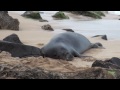 Hawaiian Monk Seal Encounter