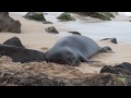 Hawaiian Monk Seal Encounter Hawaiian Monk Seal Encounter