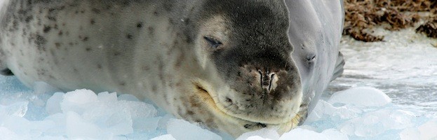 Humans and Seals