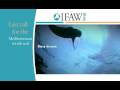 IFAW Last Call for the Mediterranean Monk Seal