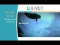IFAW Last Call for the Mediterranean Monk Seal IFAW Last Call for the Mediterranean Monk Seal