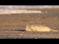 Kegelrobbe - Gray Seal - Halichoerus grypus