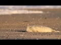 Kegelrobbe - Gray Seal - Halichoerus grypus Kegelrobbe - Gray Seal - Halichoerus grypus