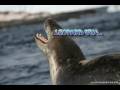 Leopard Seal Attacking Leopard Seal Attacking