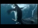 Leopard Seal gives a Penguin Present Leopard Seal gives a Penguin Present